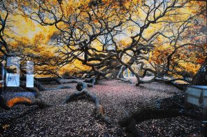Angel Oak by Charles Bonham